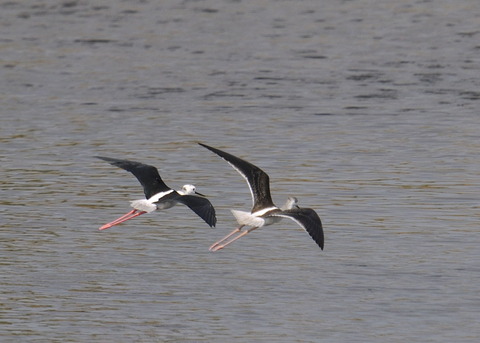 飛ぶ・セイタカシギ0206