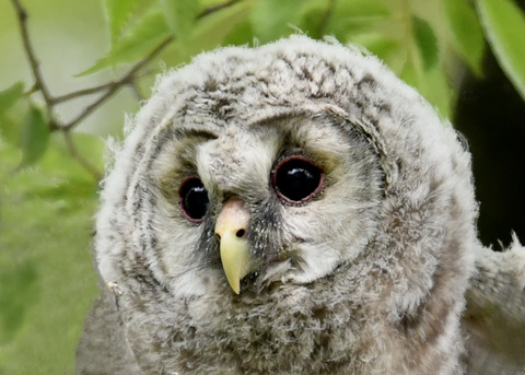 フクロウのヒナ②0019-02