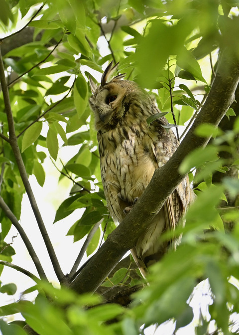 トラフズク♂2640