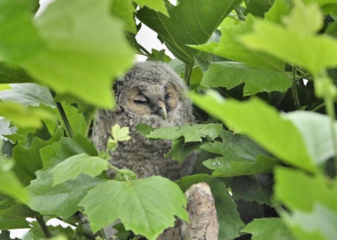 フクロウのヒナ3224