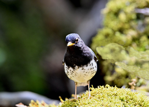 クロツグミ♂5899