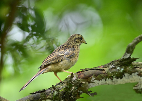 ホオジロ幼鳥3235