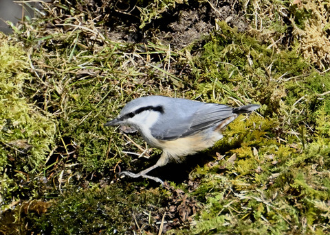 ゴジュウカラ7604