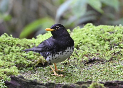 クロツグミ♂4129