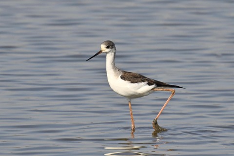 セイタカシギ幼鳥2834