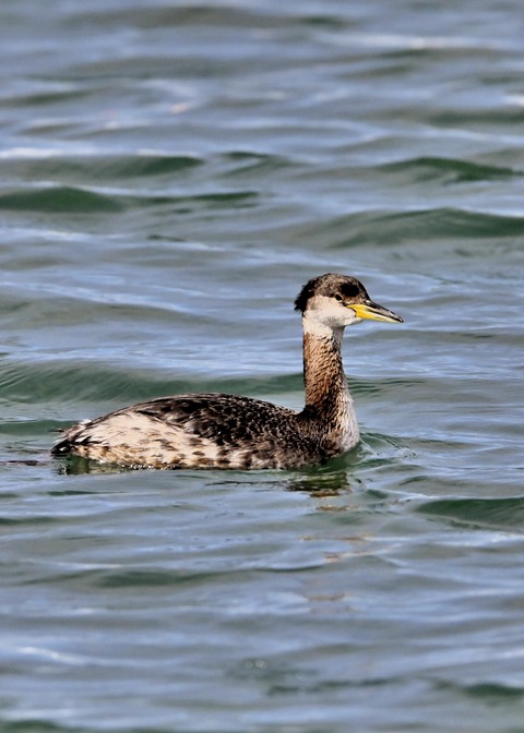 アカエリカイツブリ0566