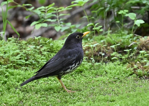 クロツグミ♂3128