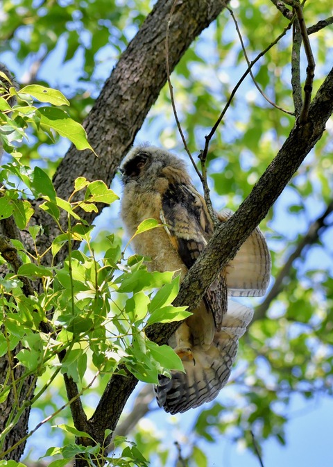 トラフズクのヒナ5956