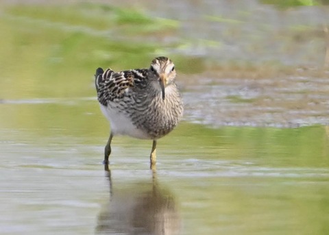 アメリカウズラシギ5133