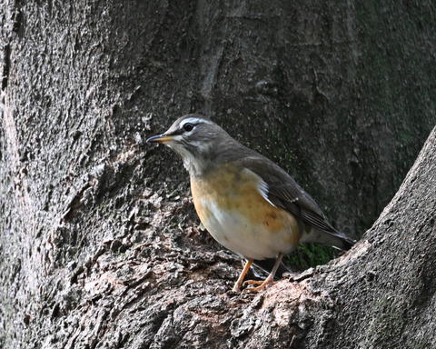 マミチャジナイ9535