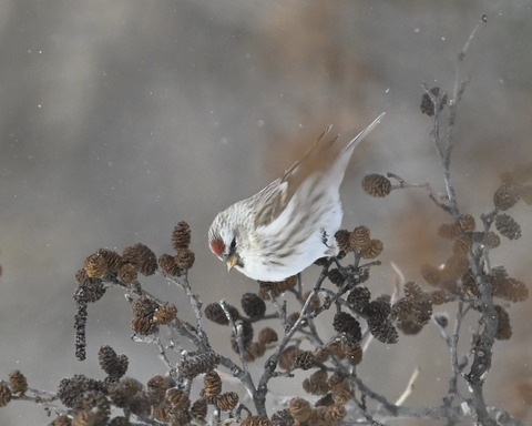 ベニヒワ♀4083