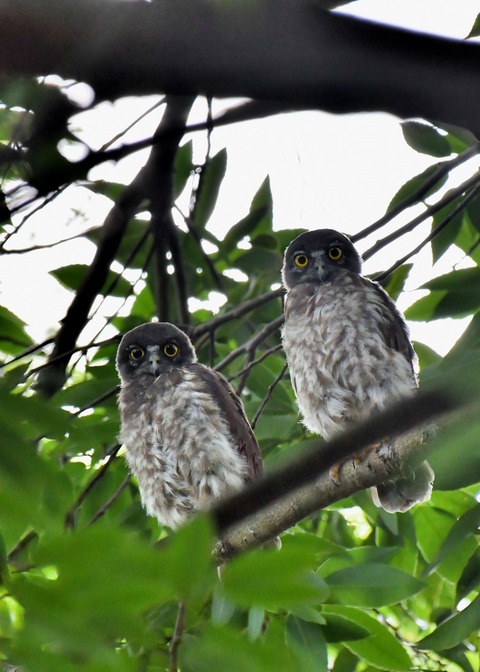 アオバズクのヒナ6556