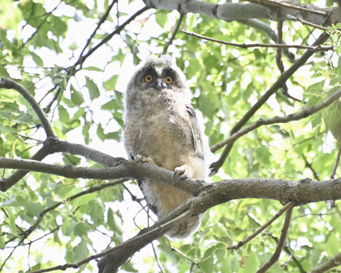 トラフズクの雛4511