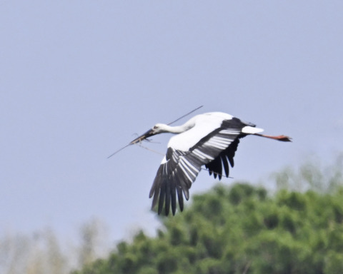 巣材運ぶコウノトリ8307