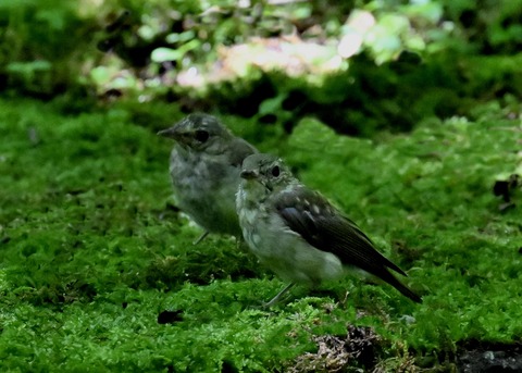 オオルリ♀5277