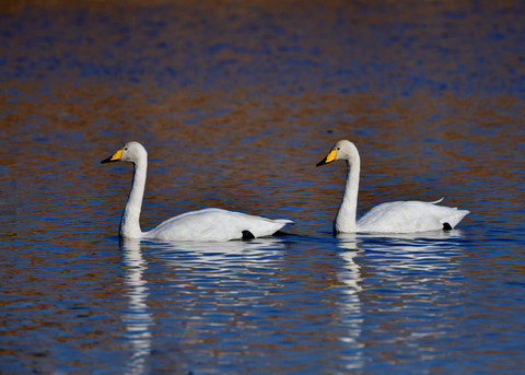 オオハクチョウ8617