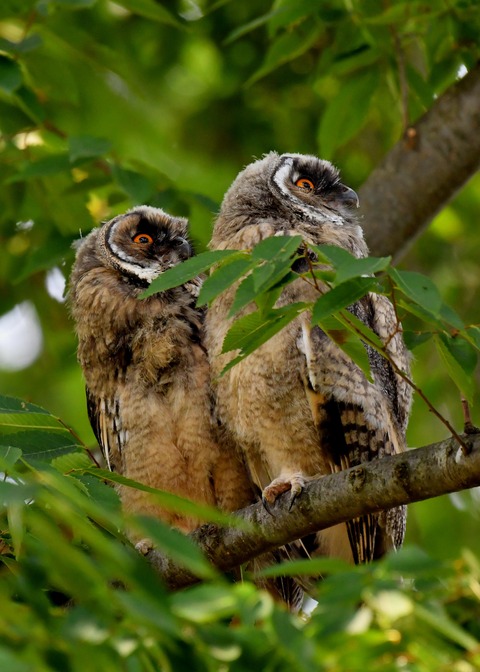 トラフズクのヒナ①②③6606