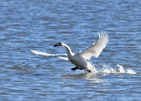 オオハクチョウ幼鳥1826