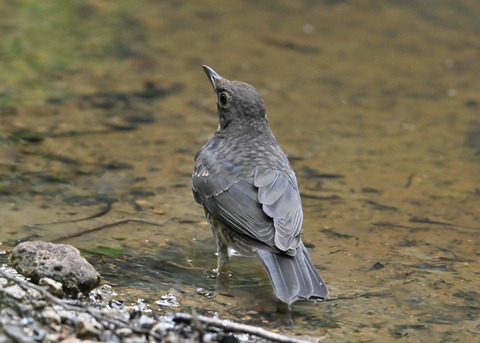 クロツグミ♂幼鳥0387