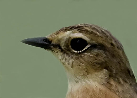 ノビタキ♀5004