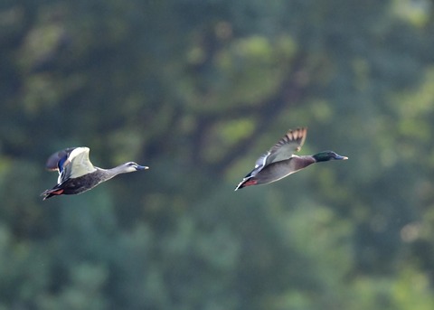 マガモのハイブリッド9611-02