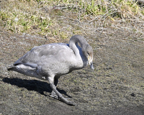 オオハクチョウ幼鳥3201