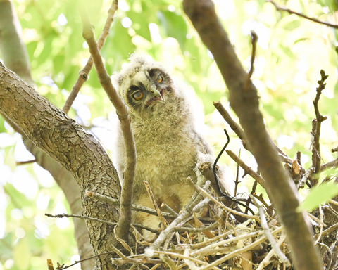 トラフズクのひな②2643