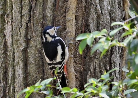 アカゲラ♀2371
