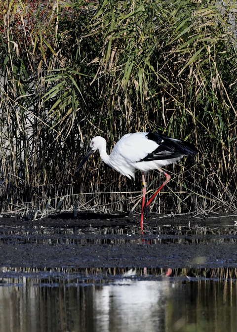 コウノトリ(J0127)6489