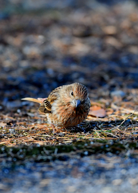 オオマシコ若鳥9506