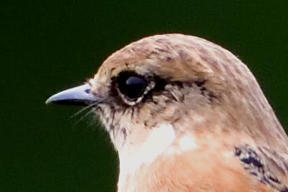 ノビタキ♀冬羽3864-01