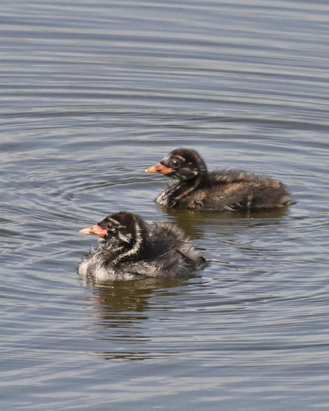 カイツブリのヒナ3878