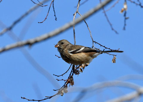 ベニマシコ♀3442