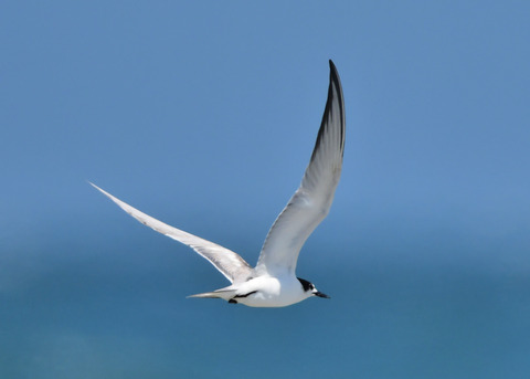 飛ぶ・コアジサシ3793