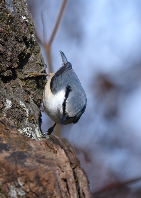ゴジュウカラ1228