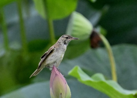 オオヨシキリ1626