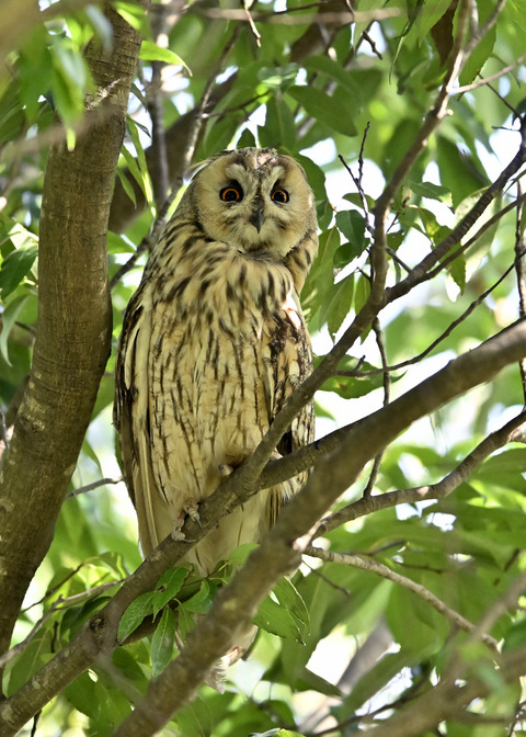 トラフズク♂3291