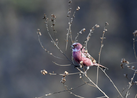 オオマシコ♂8756