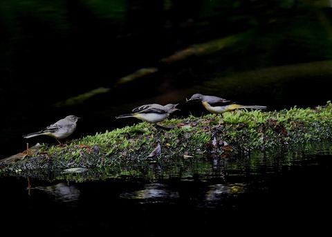キセキレイ幼鳥8199