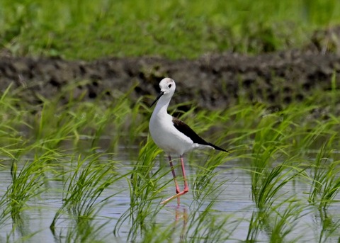 セイタカシギ9430