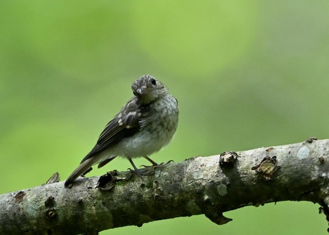 キビタキ幼鳥5817