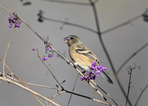 ベニマシコ♀0916