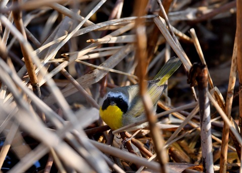カオグロアメリカムシクイ7895