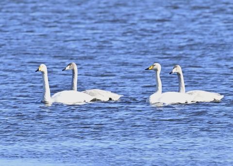 オオハクチョウ幼鳥2032