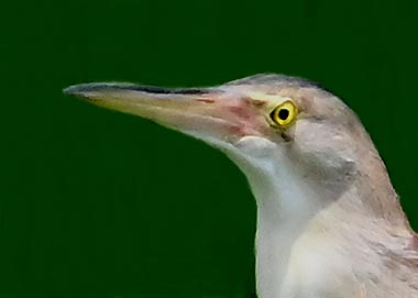 ヨシゴイ7002(7909)