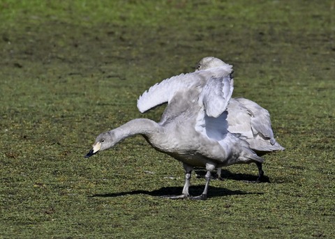 オオハクチョウ幼鳥3849