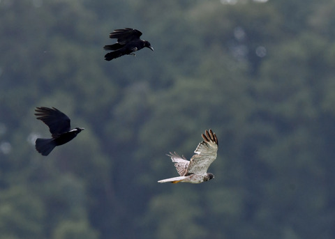 ズグロチュウヒ3464