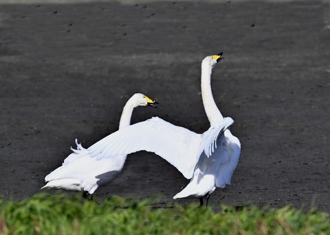 オオハクチョウ2310