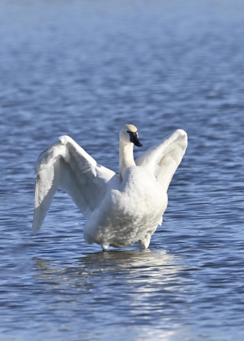 アメリカコハクチョウ8750