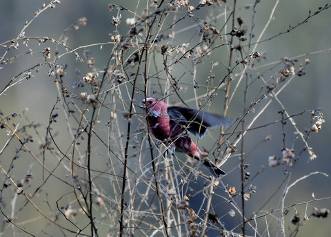 オオマシコ♂8950